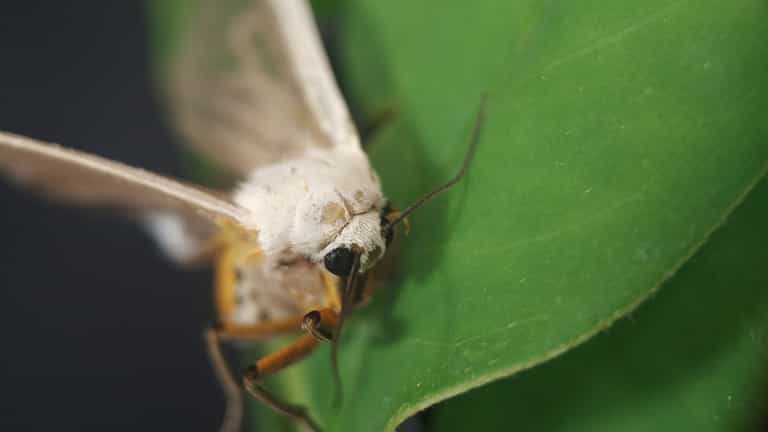 False nails and a moth among complaints about foreign objects found in food in 2019 False nails and a moth among complaints about foreign objects found in food in 2019