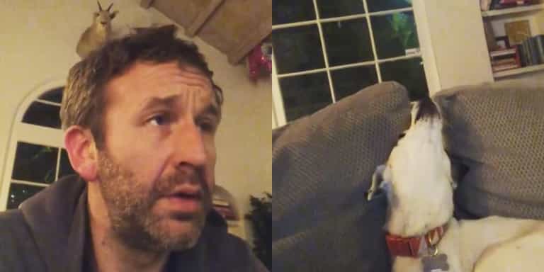 WATCH: Chris O’Dowd’s dog is a big fan of The US Office WATCH: Chris O’Dowd’s dog is a big fan of The US Office