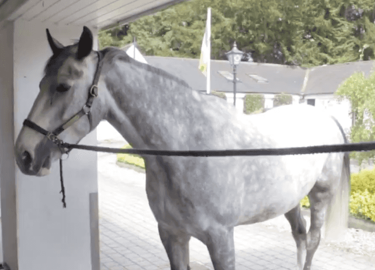 The Gardai want a name for their new horse and Irish people have responded accordingly The Gardai want a name for their new horse and Irish people have responded accordingly