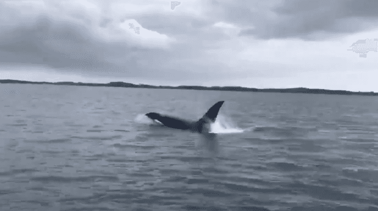 A Killer Whale was spotted in Strangford Lough Co. Down yesterday A Killer Whale was spotted in Strangford Lough Co. Down yesterday