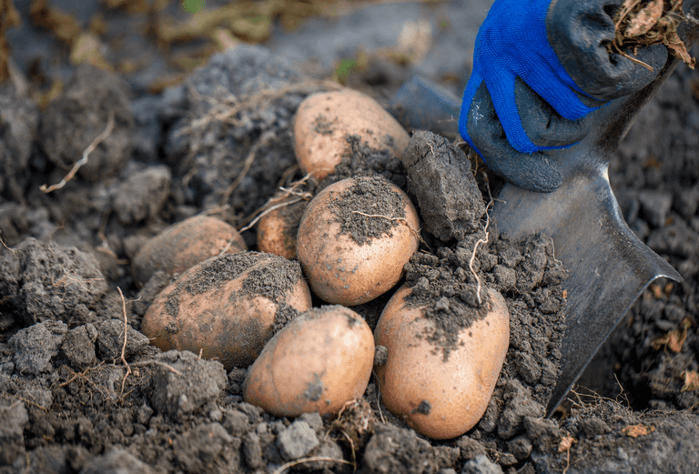 Met Éireann has issued a potato blight warning for the entire country Met Éireann has issued a potato blight warning for the entire country