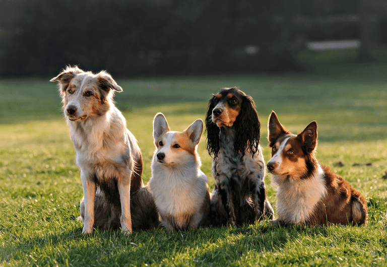 Pet owners can sign up for a free online puppy training class today Pet owners can sign up for a free online puppy training class today