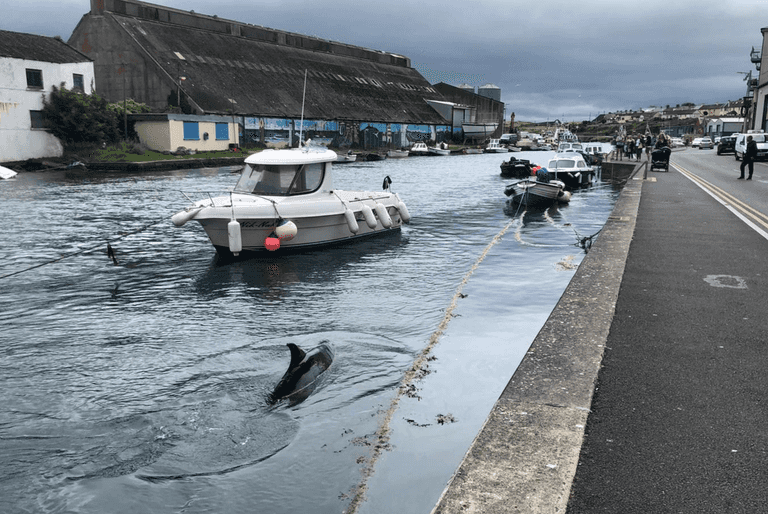 A whale was spotted in Wicklow Harbour today A whale was spotted in Wicklow Harbour today