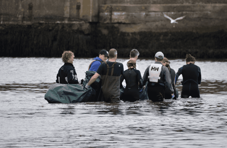 Sad news as rare whale spotted in Wicklow Harbour has passed away Sad news as rare whale spotted in Wicklow Harbour has passed away