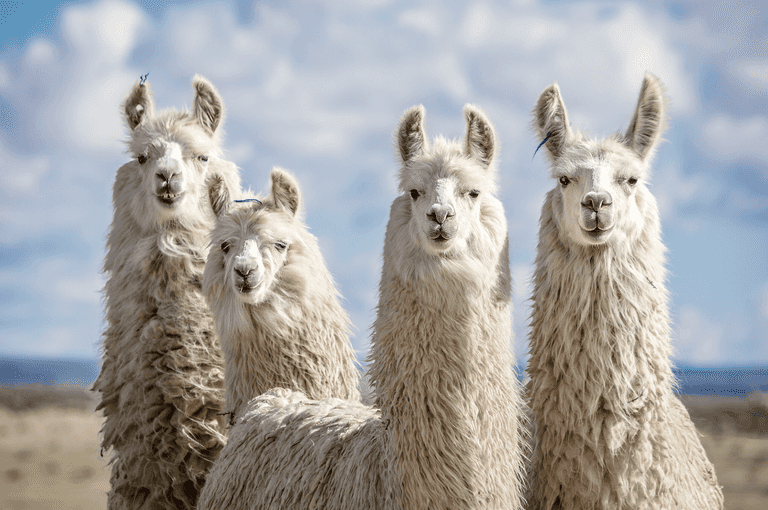 Experts believe llamas could be the key to treating Covid-19 Experts believe llamas could be the key to treating Covid-19
