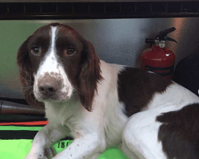 Limerick Gardaí trying to reunite stolen dog with owners Limerick Gardaí trying to reunite stolen dog with owners