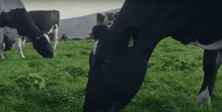WATCH: Video explains why Irish butter is the best in the world WATCH: Video explains why Irish butter is the best in the world
