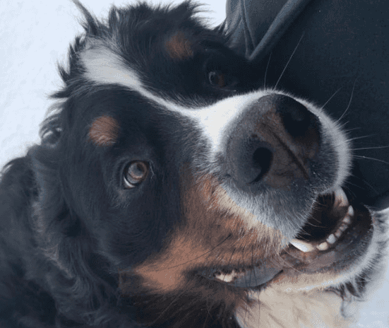 People are sharing pictures of their dogs in honour of Síoda Higgins People are sharing pictures of their dogs in honour of Síoda Higgins