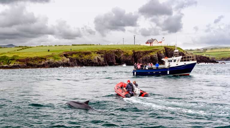 News of the search for Fungie the dolphin has gone global News of the search for Fungie the dolphin has gone global