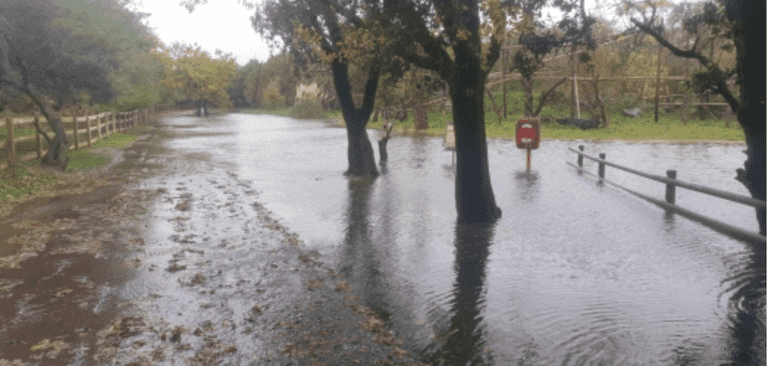 Fota Wildlife Park assures public that animals are safe despite severe local flooding Fota Wildlife Park assures public that animals are safe despite severe local flooding