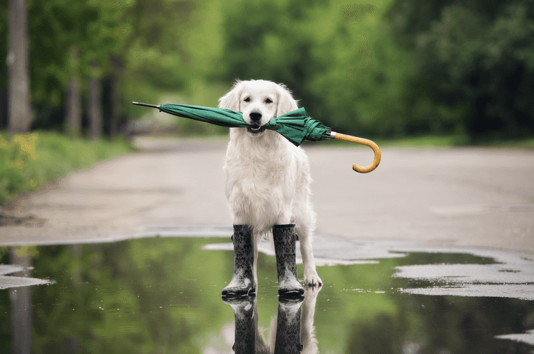 Rainfall warning in place for one county as rest of country prepares for much of the same Rainfall warning in place for one county as rest of country prepares for much of the same