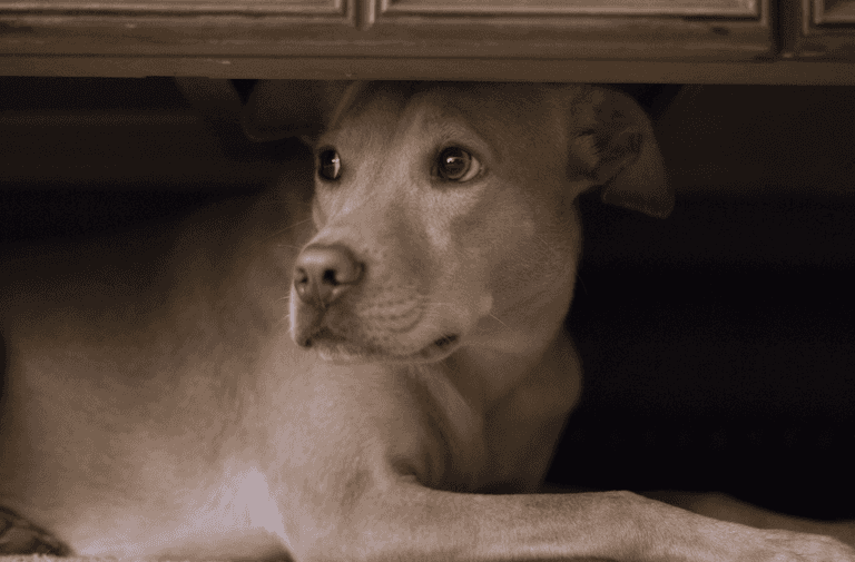 Tips for keeping your dog calm when there are fireworks Tips for keeping your dog calm when there are fireworks