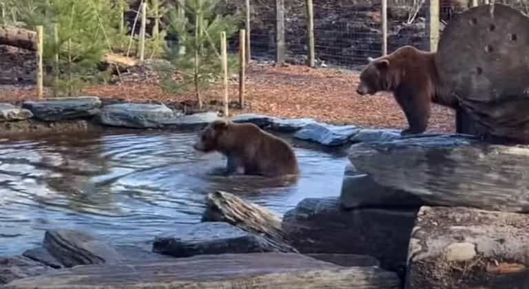 Wild Ireland staff heartbroken after loss of brown bear over weekend Wild Ireland staff heartbroken after loss of brown bear over weekend