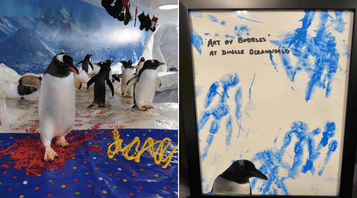 Dingle aquarium selling amazing paintings created by their penguins Dingle aquarium selling amazing paintings created by their penguins