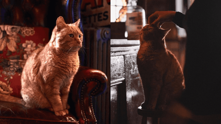 Sad day for Harbour Bar staff as they mourn the loss of 21-year-old feline friend Sad day for Harbour Bar staff as they mourn the loss of 21-year-old feline friend