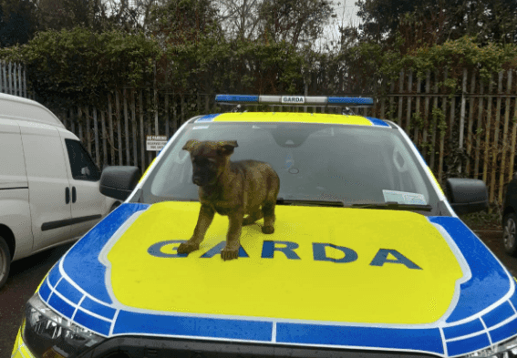 PICS: The Gardaí have introduced Cody, their adorable new crime fighting pup PICS: The Gardaí have introduced Cody, their adorable new crime fighting pup