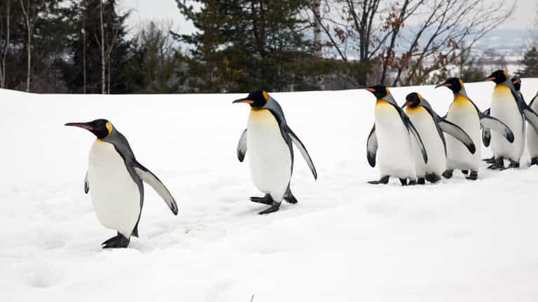 ‘Walk like a penguin’ – Met Éireann’s advice on how to avoid slips and falls in wintry conditions ‘Walk like a penguin’ – Met Éireann’s advice on how to avoid slips and falls in wintry conditions