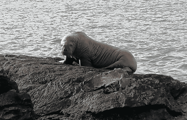 Irish people have been welcoming the first ever walrus to arrive on our shores Irish people have been welcoming the first ever walrus to arrive on our shores