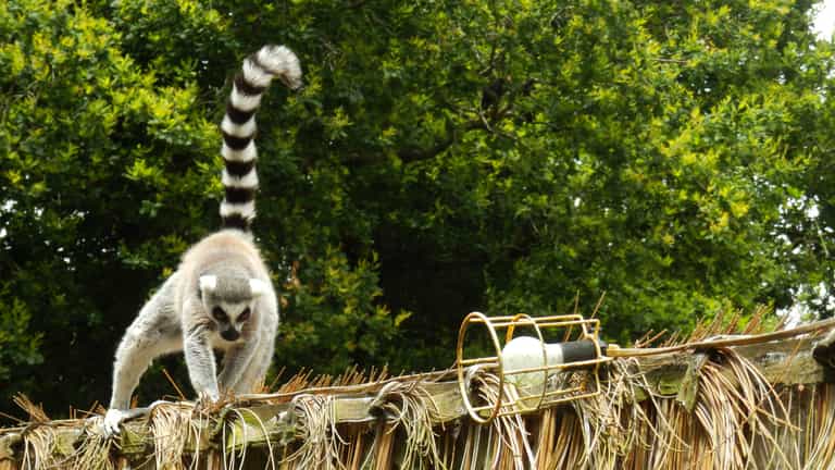 Online fundraiser in support of Fota Wildlife Park surpasses €3,500 donations in just two days Online fundraiser in support of Fota Wildlife Park surpasses €3,500 donations in just two days