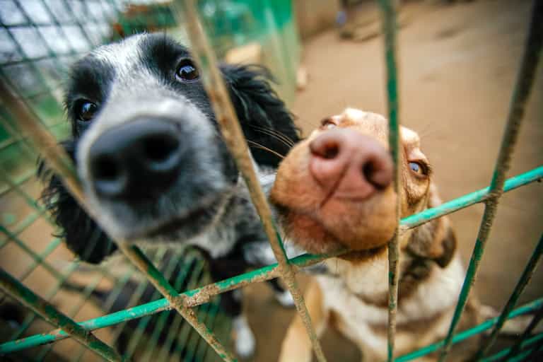 Dogs Trust Ireland inundated with requests from people looking to surrender their dog Dogs Trust Ireland inundated with requests from people looking to surrender their dog