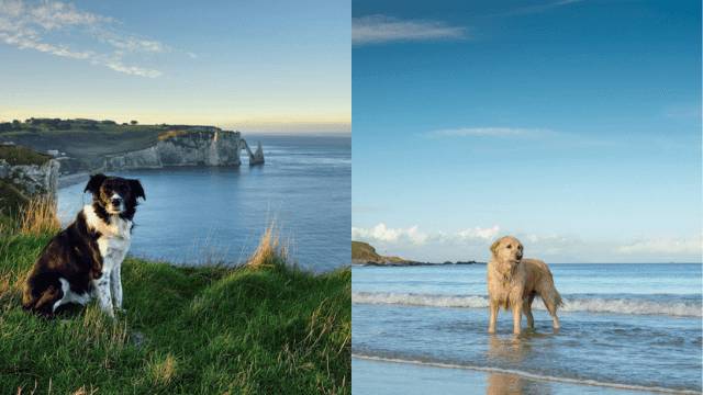 WINNER HAS BEEN CHOSEN: Two nights dog-friendly stay and 6 months of dog food by sharing pics of your pooch WINNER HAS BEEN CHOSEN: Two nights dog-friendly stay and 6 months of dog food by sharing pics of your pooch