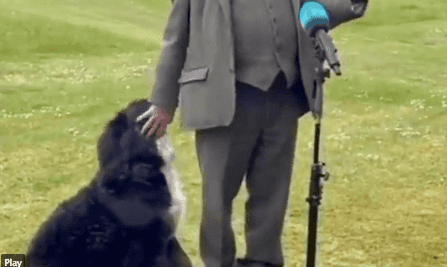 Presidential dog Misneach is officially famous as U.S. media shares his antics to millions of followers Presidential dog Misneach is officially famous as U.S. media shares his antics to millions of followers