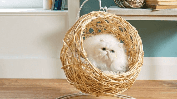 Aldi is selling hanging egg chairs for cats and they’re so friggin’ cute Aldi is selling hanging egg chairs for cats and they’re so friggin’ cute