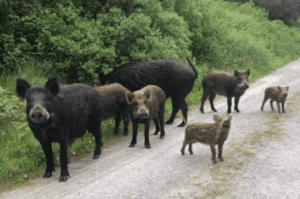 The wild boars are here and so are the tweets The wild boars are here and so are the tweets