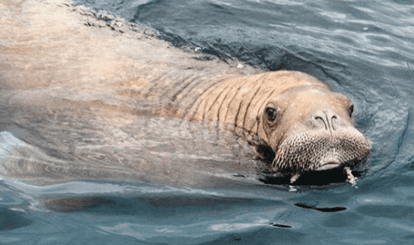 Wally the Walrus has wrapped up his West Cork staycay – where’s he off to next? Wally the Walrus has wrapped up his West Cork staycay – where’s he off to next?