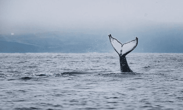 Up to three humpback whales have been spotted off the coast of West Clare! Up to three humpback whales have been spotted off the coast of West Clare!