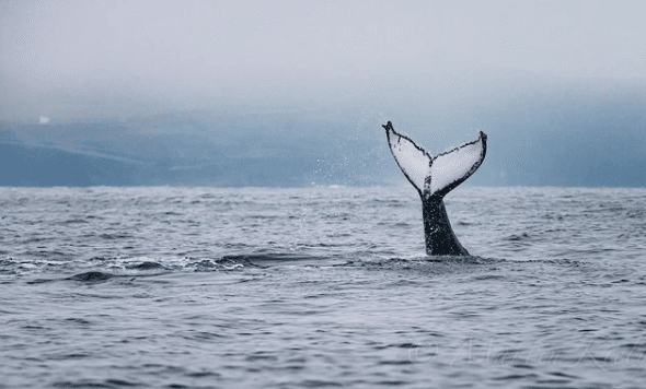 Up to three humpback whales have been spotted off the coast of West Clare! Up to three humpback whales have been spotted off the coast of West Clare!