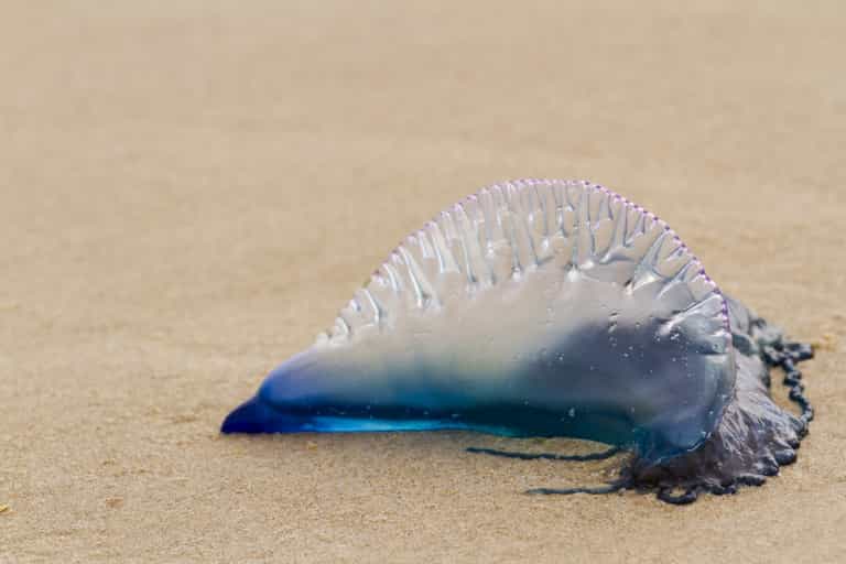 Caution advised to Irish sea swimmers as Man O’War jellyfish is spotted in Waterford Caution advised to Irish sea swimmers as Man O’War jellyfish is spotted in Waterford