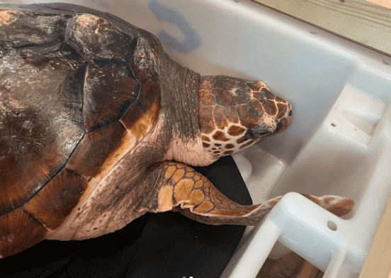 This 20kg loggerhead turtle is flying to Spain today after washing up in Donegal in 2019 This 20kg loggerhead turtle is flying to Spain today after washing up in Donegal in 2019