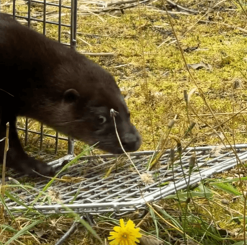 Three otters find a home at a 900 year old castle in Meath Three otters find a home at a 900 year old castle in Meath