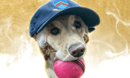 Dazzle the dog wins additional Player of the Month with the ICC Dazzle the dog wins additional Player of the Month with the ICC