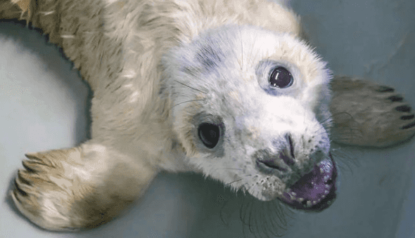 Seal Rescue Ireland have issued advice to follow during Grey Seal Pupping Season Seal Rescue Ireland have issued advice to follow during Grey Seal Pupping Season