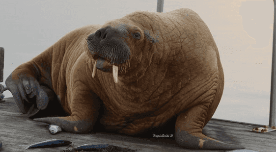 You’ll never guess where Wally the Walrus has been spotted You’ll never guess where Wally the Walrus has been spotted