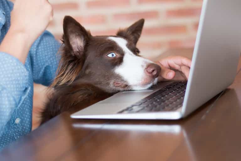Heading back to the office with a canine in tow? Dogs Trust have issued some helpful advice Heading back to the office with a canine in tow? Dogs Trust have issued some helpful advice