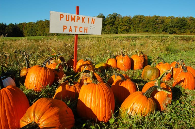 Get down to this Wicklow pumpkin patch for all the autumn vibes Get down to this Wicklow pumpkin patch for all the autumn vibes