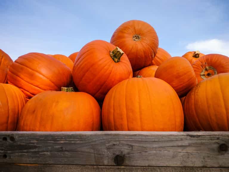 Only one more month until this Kerry Pumpkin Farm is open for harvest Only one more month until this Kerry Pumpkin Farm is open for harvest