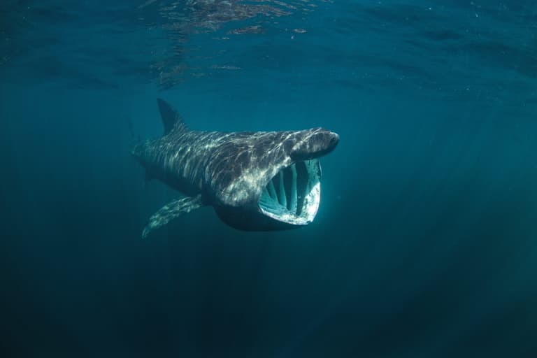 This scuba diver caught underwater footage of the basking sharks off the coast of Clare This scuba diver caught underwater footage of the basking sharks off the coast of Clare