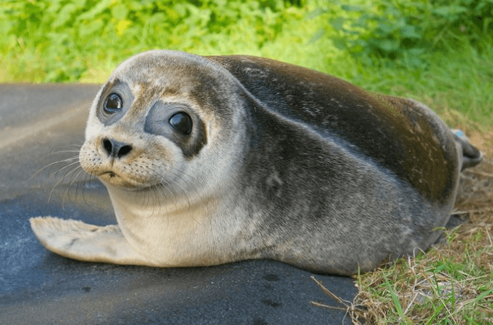 If you’re in the market for some wholesome content, check out this Seal Rescue Ireland video If you’re in the market for some wholesome content, check out this Seal Rescue Ireland video