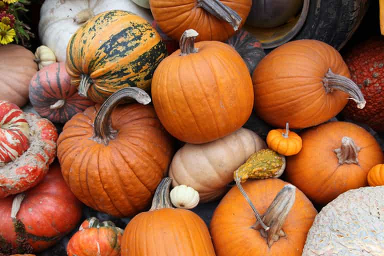 Here’s where to get your pumpkin in Cork this spooky season Here’s where to get your pumpkin in Cork this spooky season