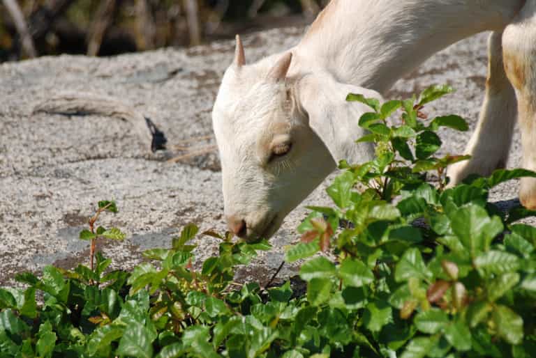 Goats help clear weeds for this Cork city school Goats help clear weeds for this Cork city school
