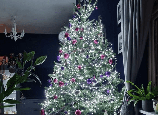 This Cork Christmas tree place is offering rentals in an effort to be more sustainable! This Cork Christmas tree place is offering rentals in an effort to be more sustainable!