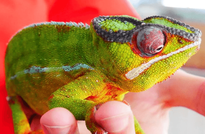 The DSPCA reunited this chameleon with his family after 2 months of being missing The DSPCA reunited this chameleon with his family after 2 months of being missing