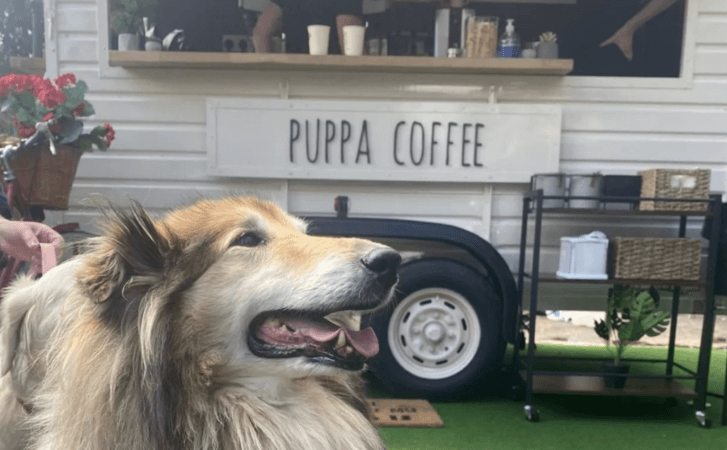 Have you been to this pup inspired café in Maynooth yet? Have you been to this pup inspired café in Maynooth yet?