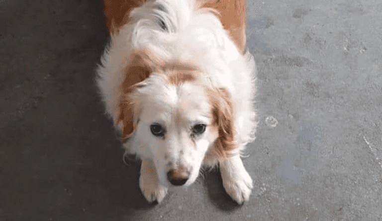 ‘No one gets left behind’ – 14 dogs saved from death row this week ‘No one gets left behind’ – 14 dogs saved from death row this week