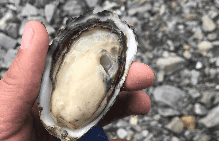 ‘The wait is nearly over!’ Seafood trailer to pop up on Wild Atlantic Way this weekend ‘The wait is nearly over!’ Seafood trailer to pop up on Wild Atlantic Way this weekend