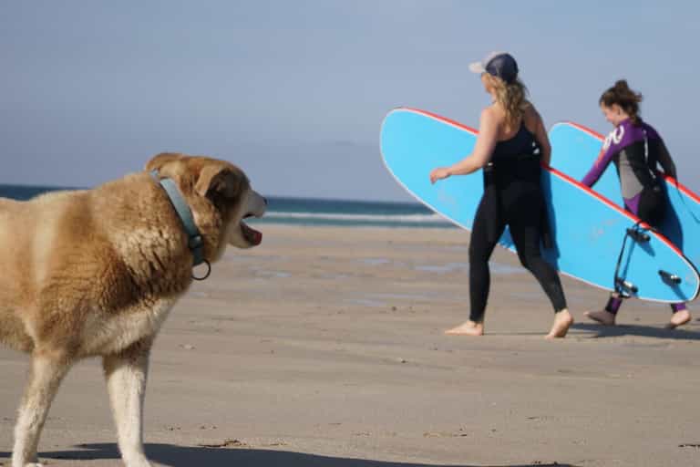 Mayo surf school to reopen with fluent Gaelic instructors Mayo surf school to reopen with fluent Gaelic instructors